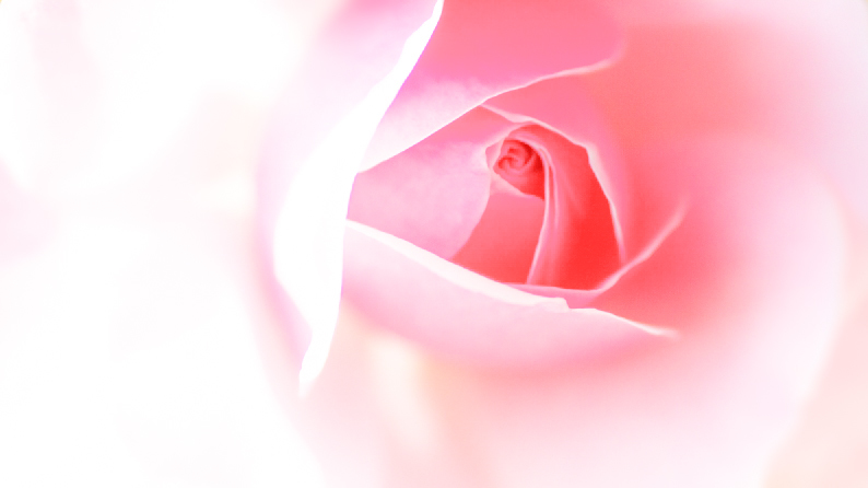 愛しの薔薇　10