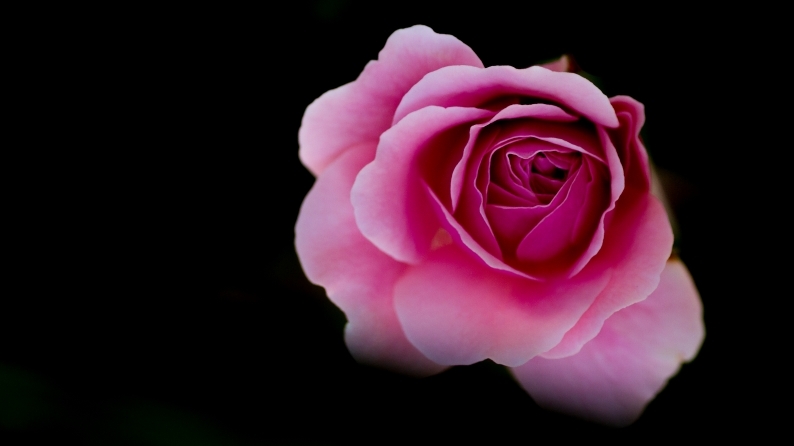 愛しの薔薇　6