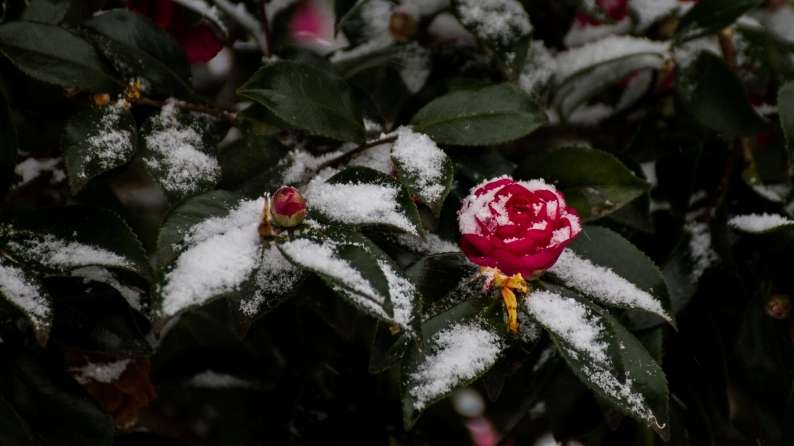 積雪１ｃｍの大寒波　(3