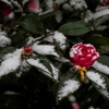 積雪１ｃｍの大寒波　(3