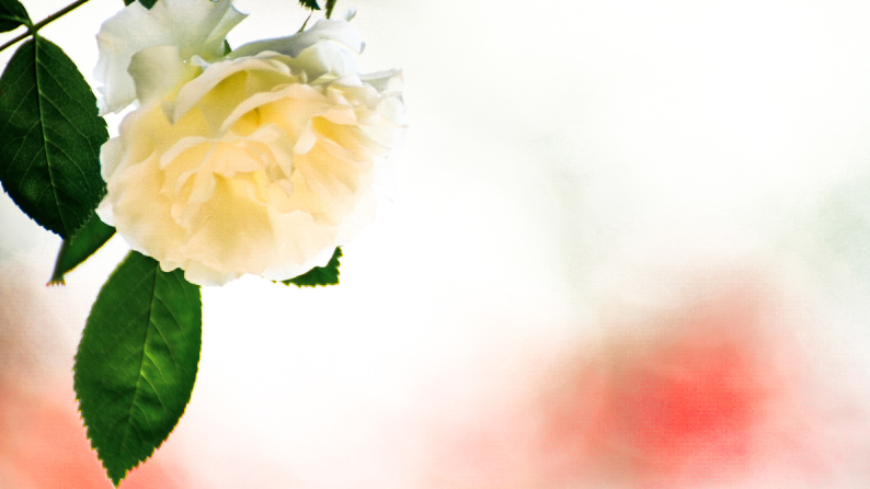 愛しの薔薇　11