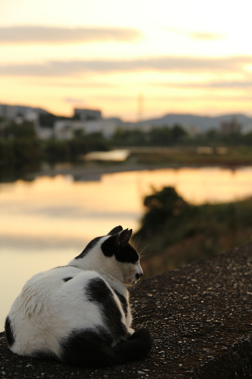 鏡川と猫