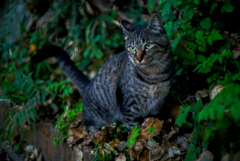 野良猫
