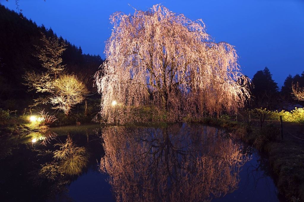 枝垂れ桜
