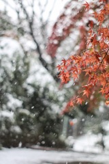 秋と冬の間