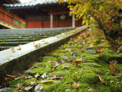 階段と苔