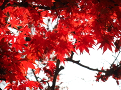紅葉