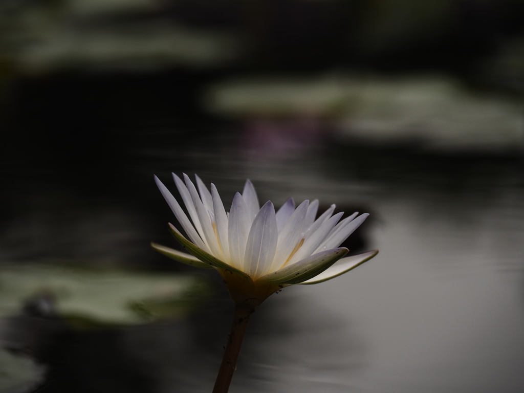睡蓮1