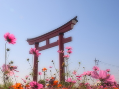 コスモスと鳥居