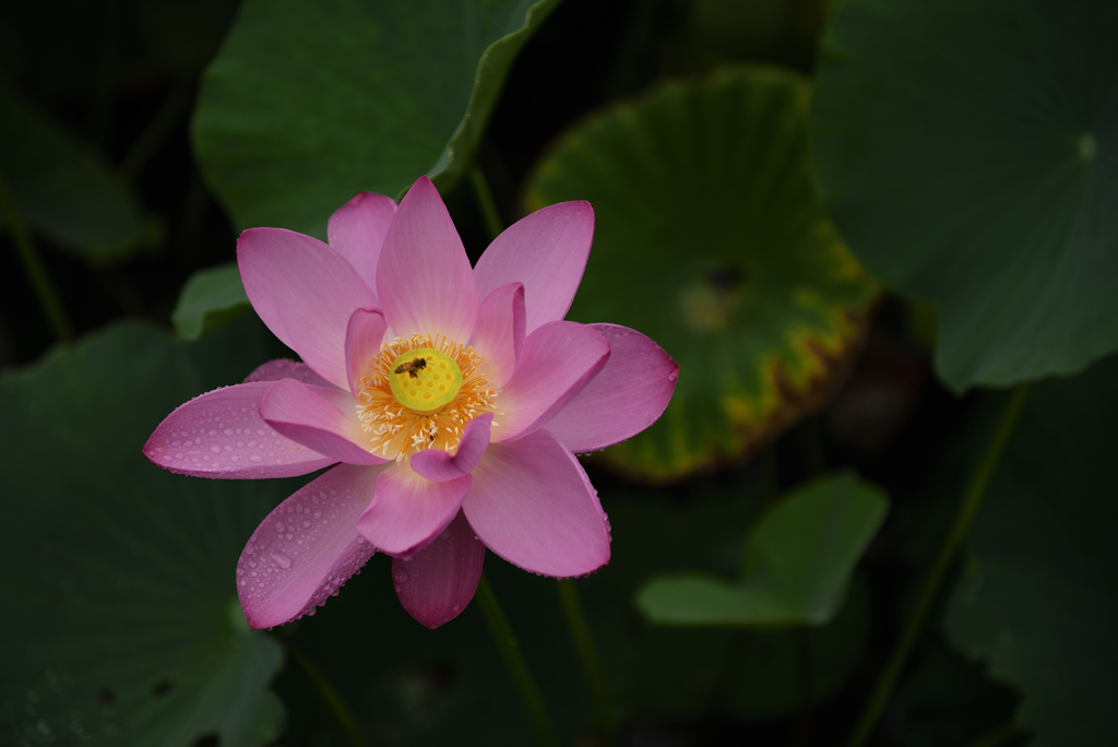 雨の古代蓮