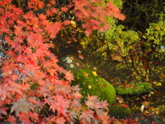 紅葉と苔