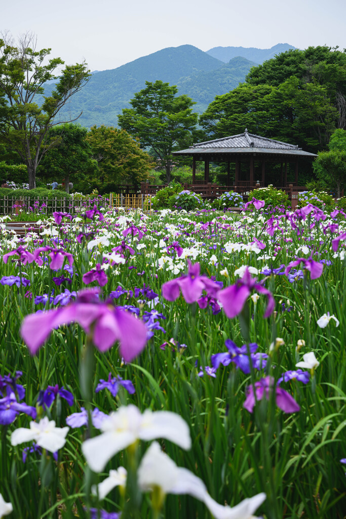 菖蒲