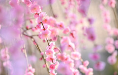 ume