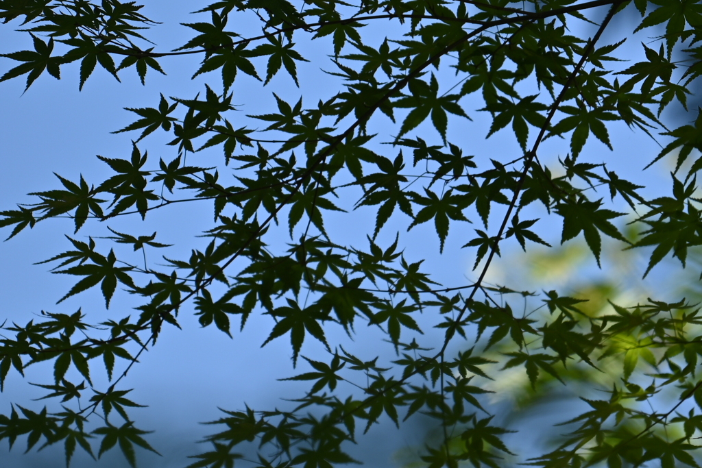 影もみじ