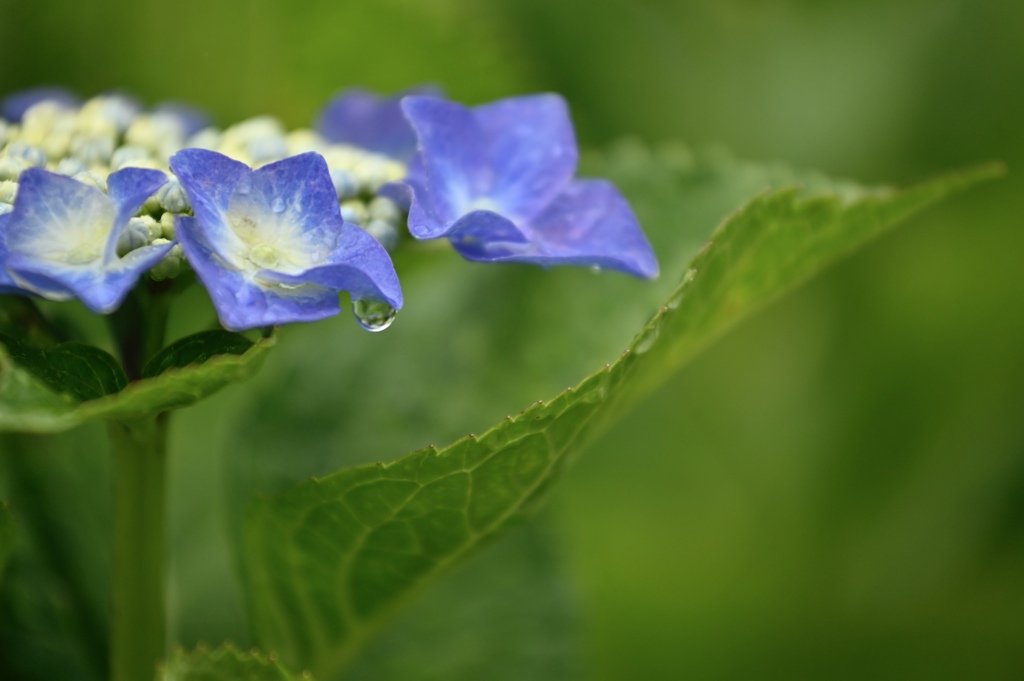 雨の日の紫陽花