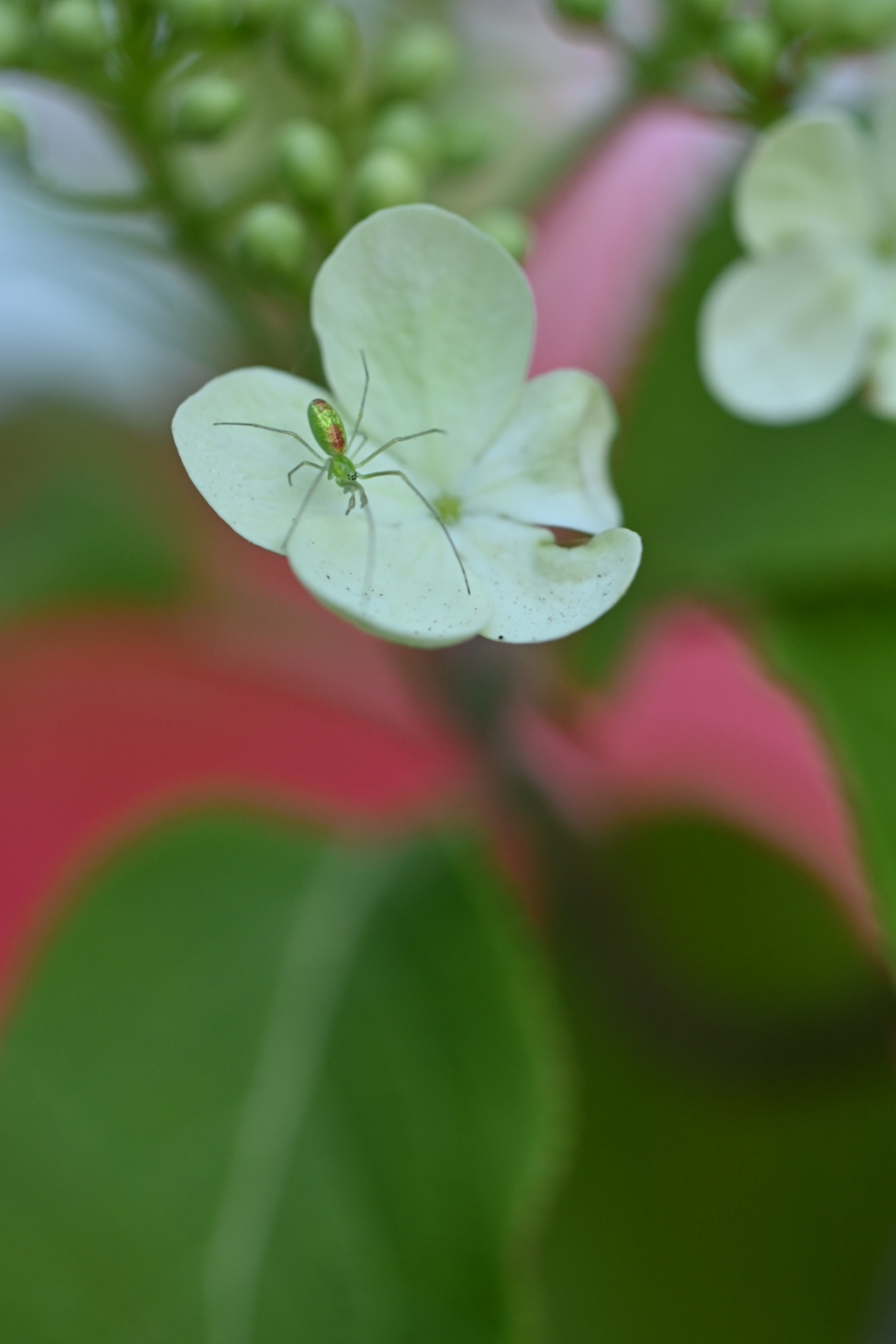 蜘蛛