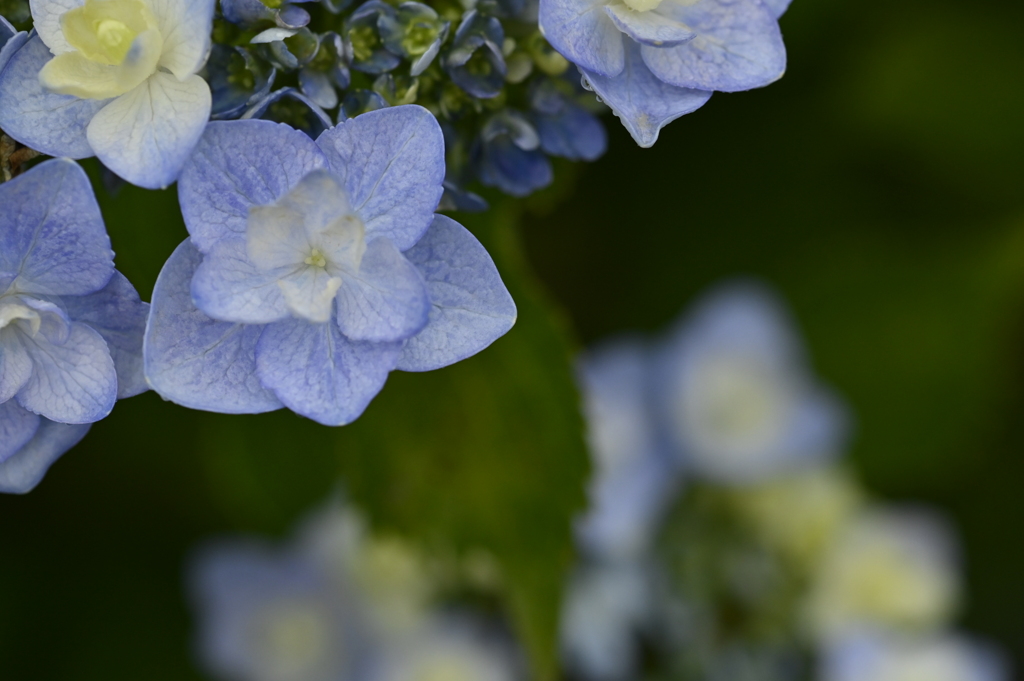 紫陽花のガク