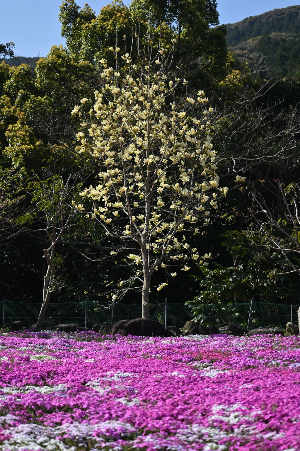 花木空