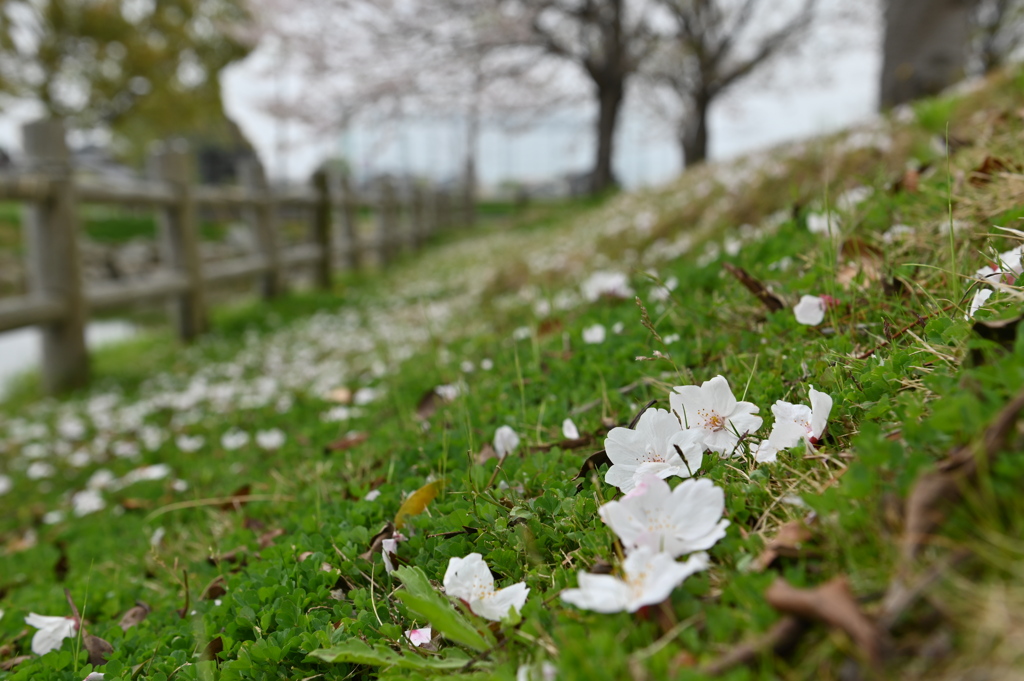 桜狩り2