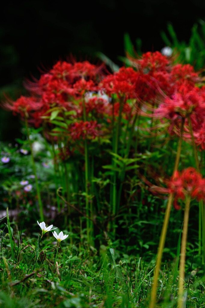 _NZ85685-Edit