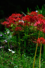 _NZ85685-Edit