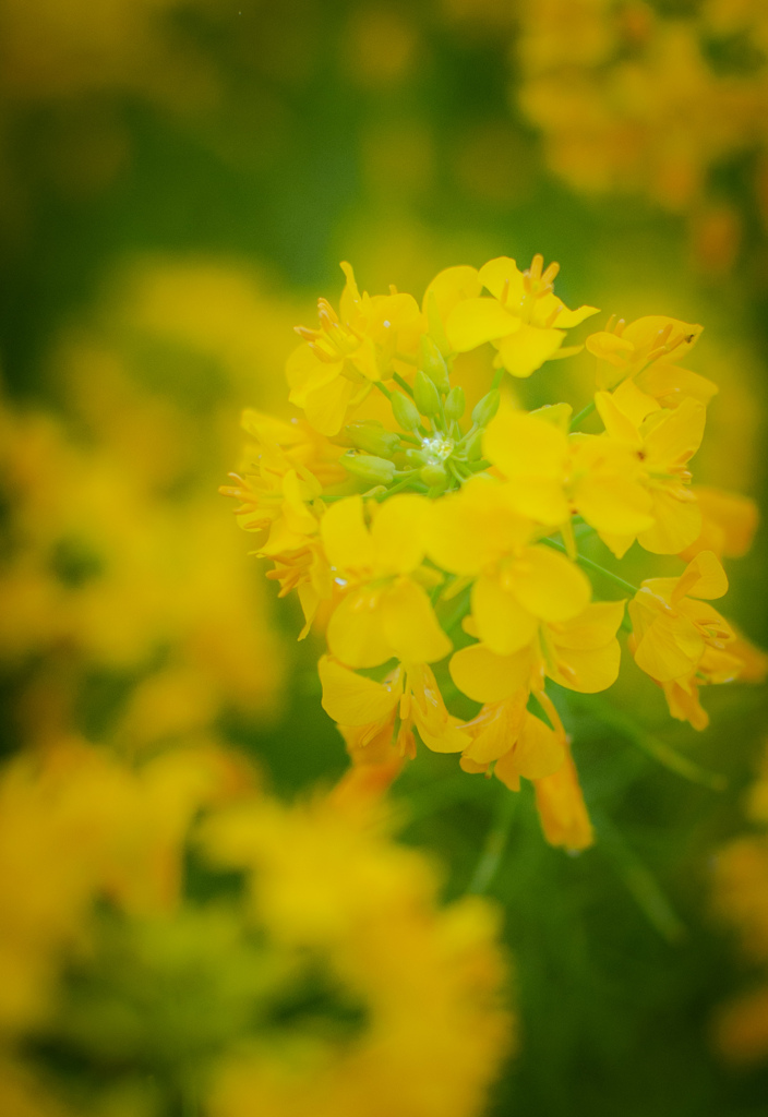 菜の花