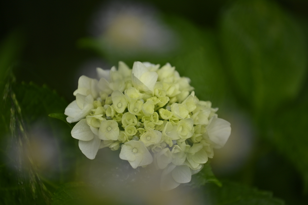 紫陽花とハルジオン