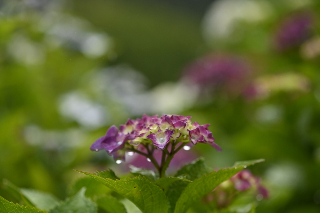紫陽花