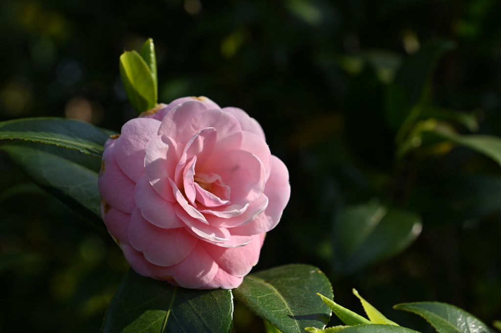春だぁ2