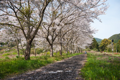 桜