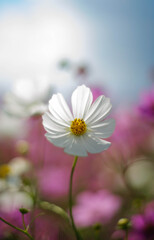 こすもす こすもす