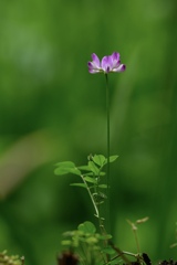 蓮華