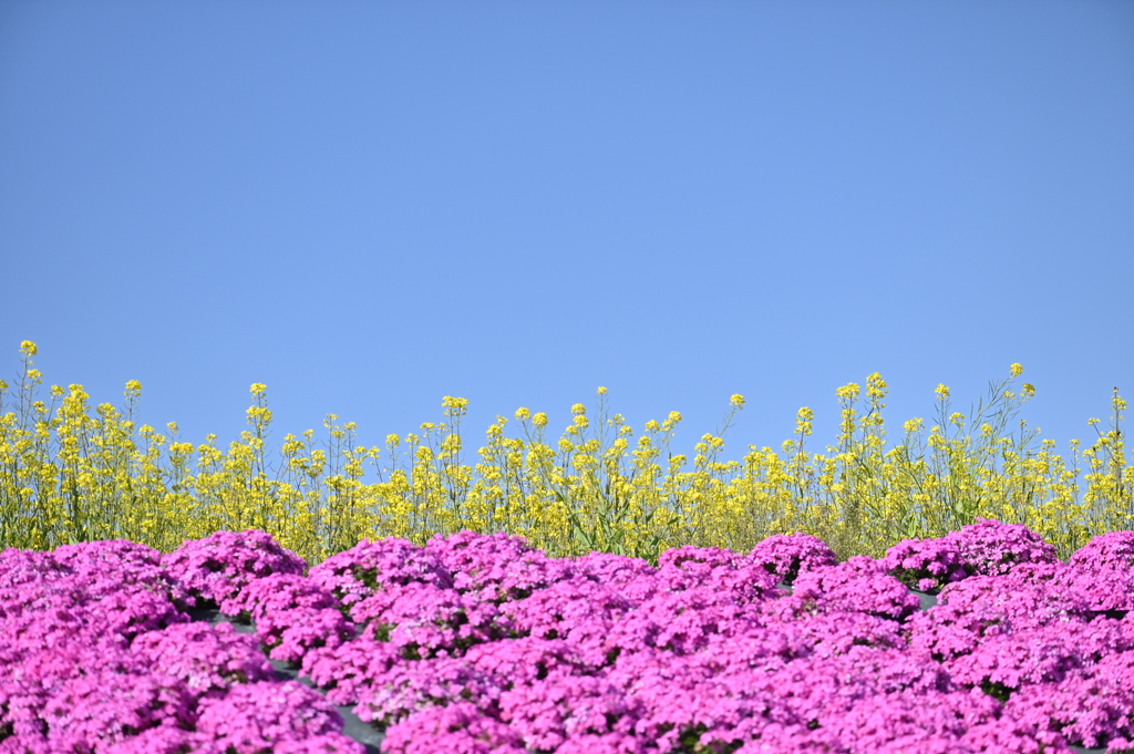 花ばたけ