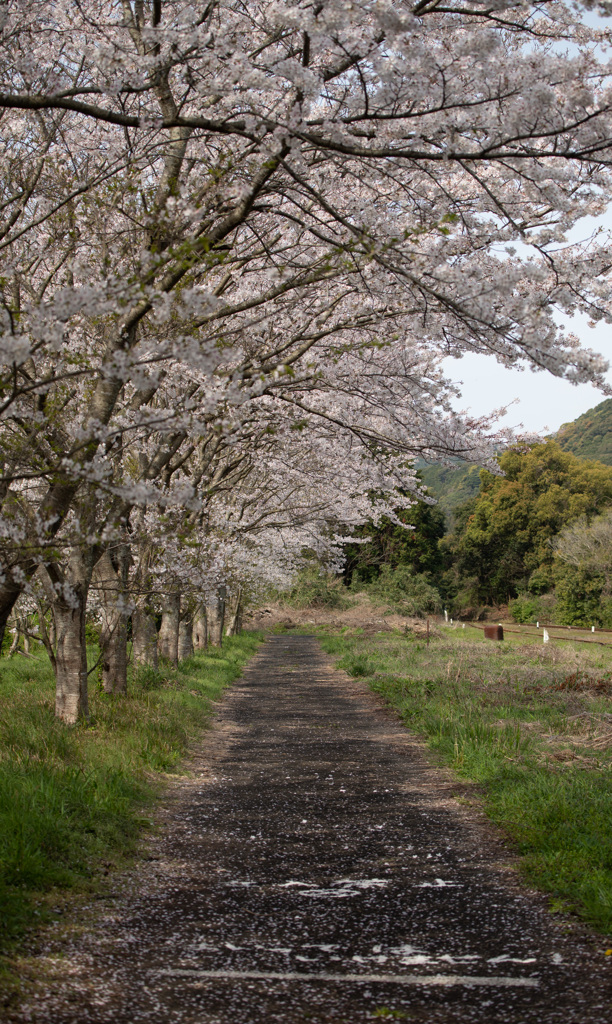 桜道