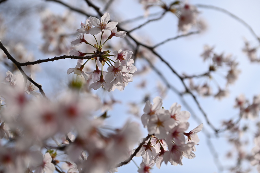 桜狩り