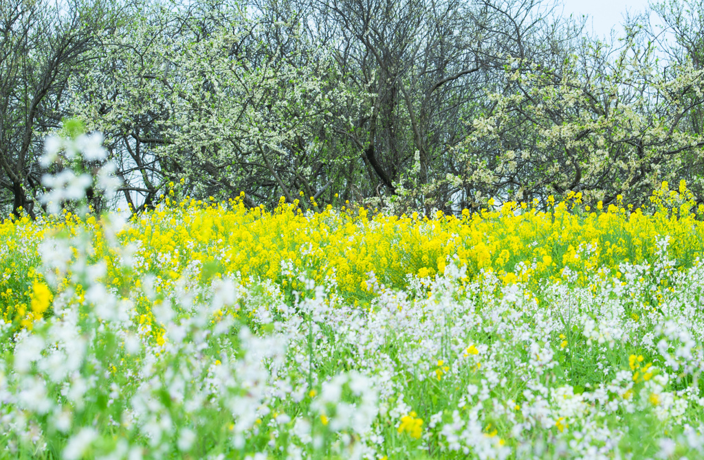 菜の花