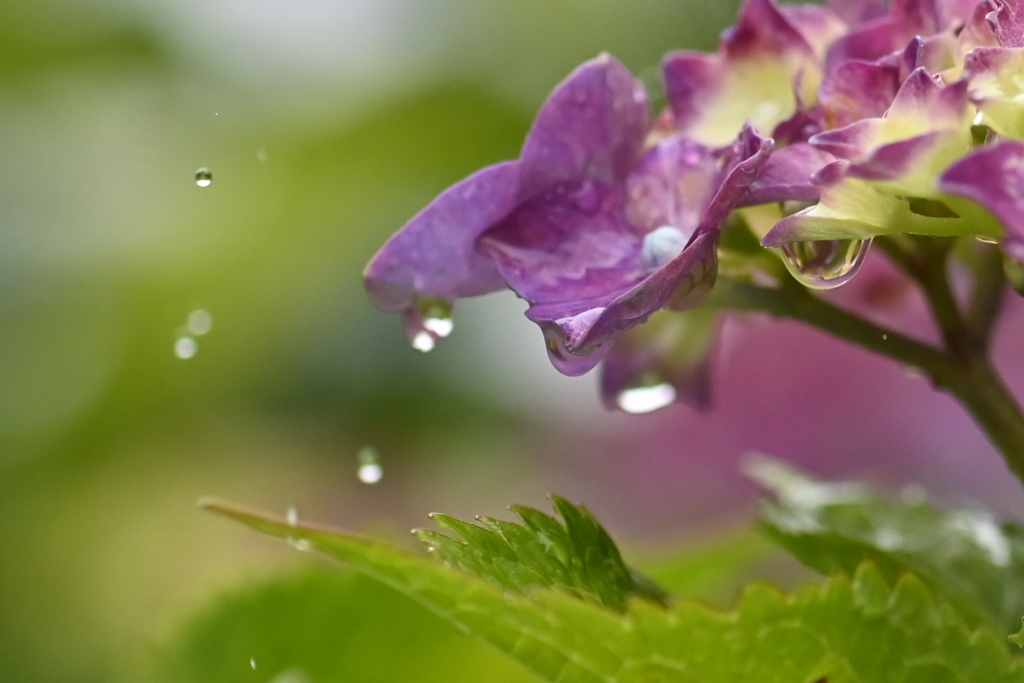 雨と紫陽花