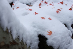 冬の訪れと秋の足跡