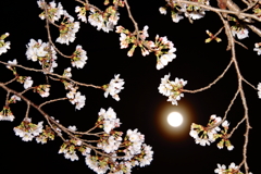 月夜に浮かぶ桜と花粉
