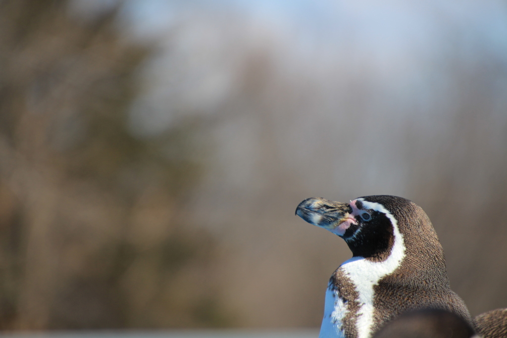 故郷を想うペンギン