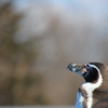 故郷を想うペンギン