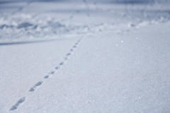 雪の足跡