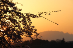 両神山と桜