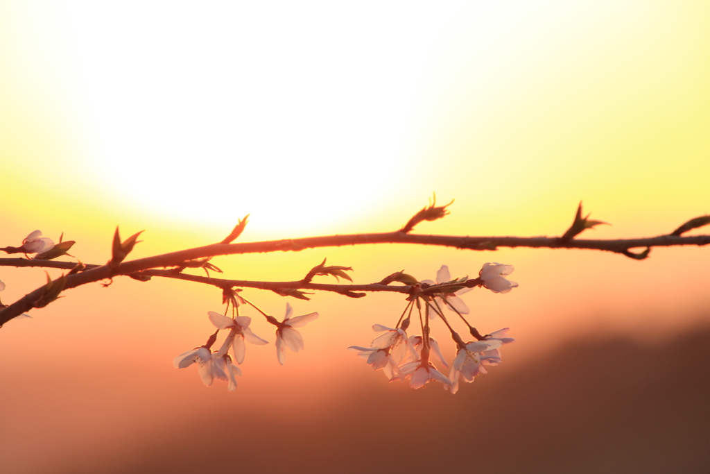 桜、燃ゆる