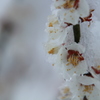 雪のイタズラ