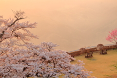 桜見のベンチ