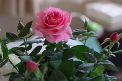 バラ（室内にて）