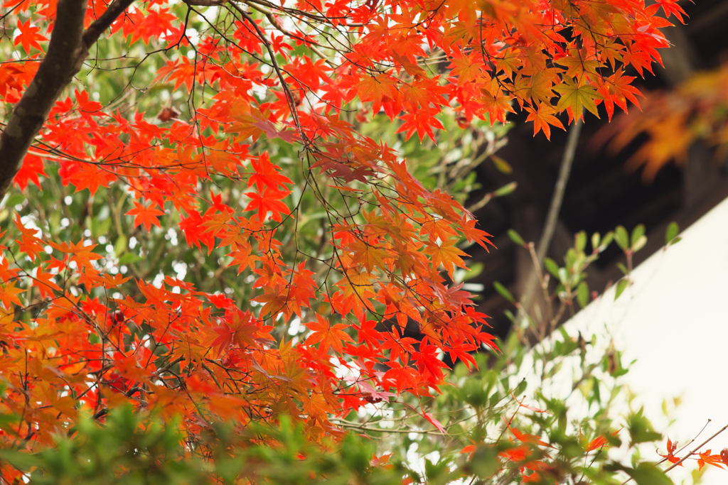 紅葉たち①