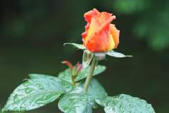 朝露に映えるバラって