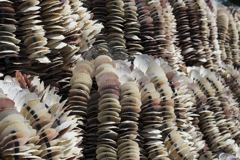 ホタテ貝は･･･